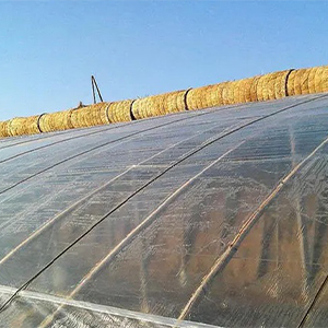 Làm thế nào để chọn phim nhà kính?